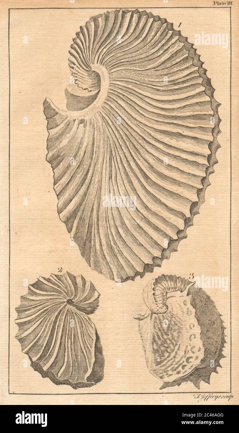 Plaque III Coquillages. Papier Nautilus, Argonauta. Mollusques 1755 vieux imprimé Banque D'Images
