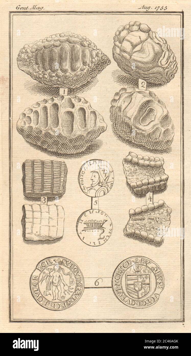 Palates animaux fossiles trouvés à Shepey, Kent. Pièce romaine. Médaille moderne 1755 Banque D'Images