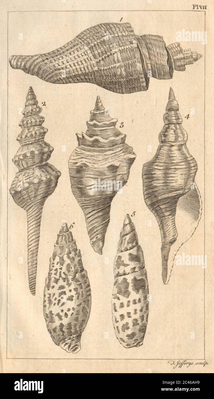 Plaque VII Coquillages. Rock / Murex. Volute / Voluta. Mollusques 1755 vieux imprimé Banque D'Images
