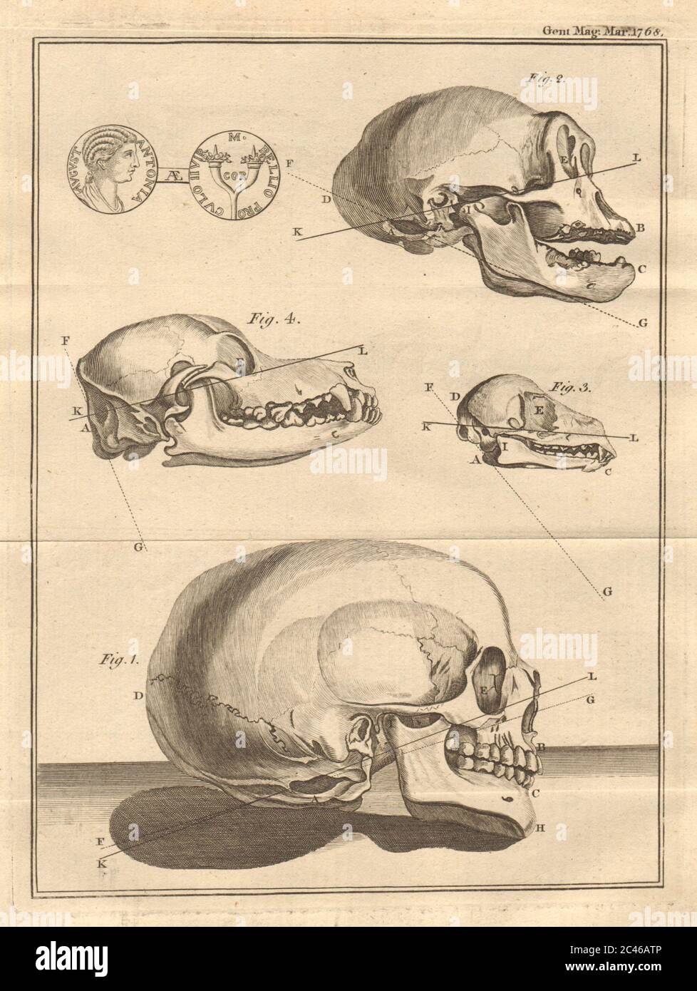 Ouverture occipitale chez les crânes animaux. Pièce de laiton romain d'Antonia Augusta 1768 Banque D'Images