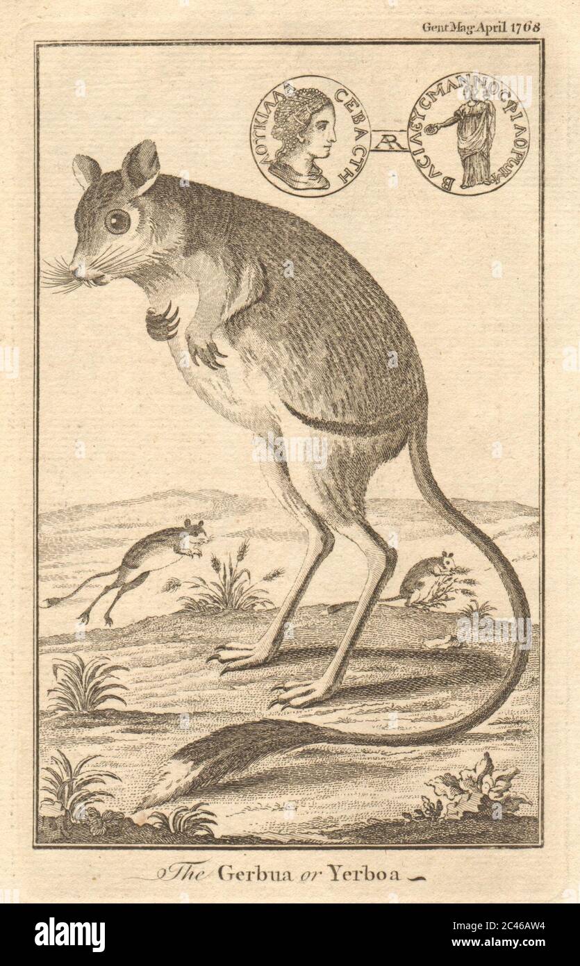 Jerboa 'le Gerbua ou Yerboa'. Pièce de monnaie romaine argentée à imprimé Lucilla Augusta 1768 Banque D'Images