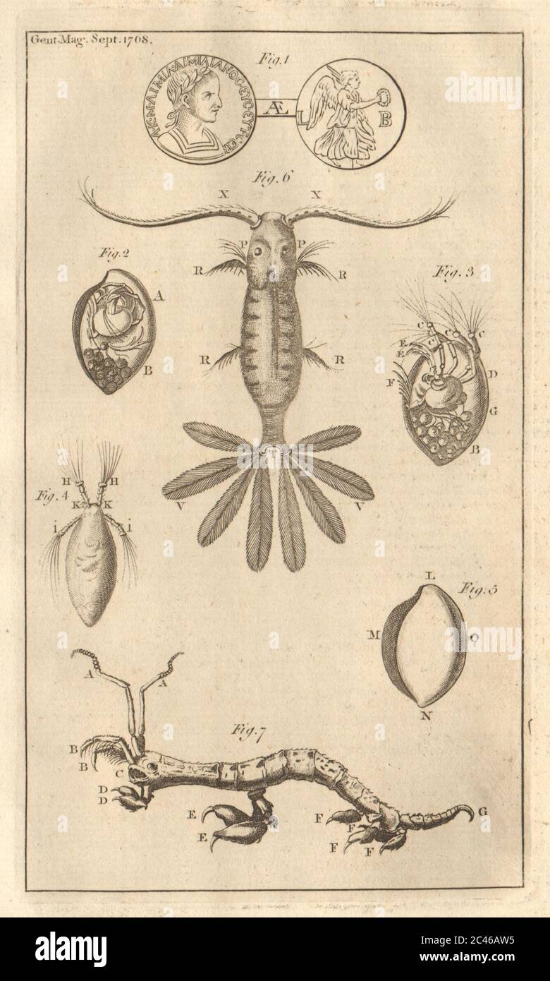 Pièce de cuivre romaine de M. Emilius Emilianus. Trois insectes marins 1768 vieux imprimé Banque D'Images