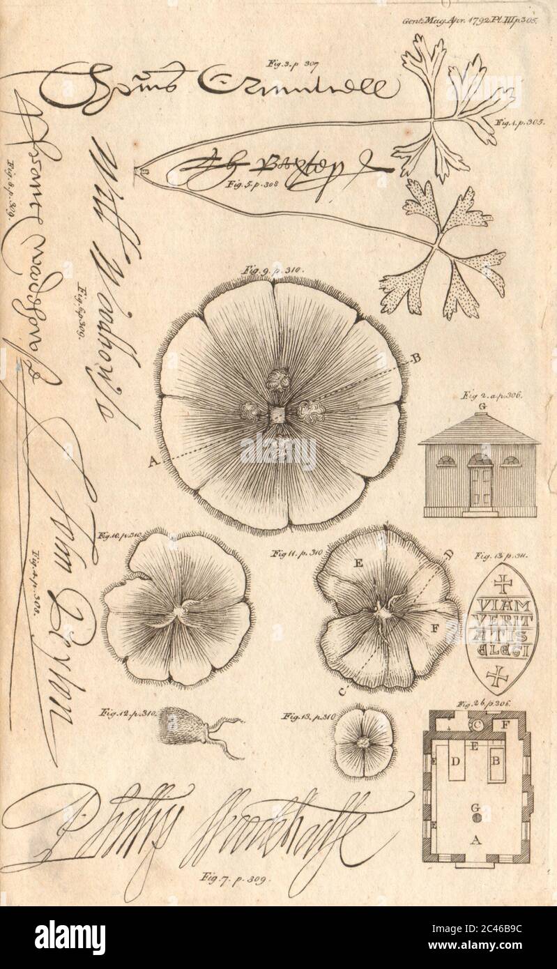 Anémone. Thomas Cromwell Peyton Baxter William, Philip et Francis Woodhouse 1792 Banque D'Images