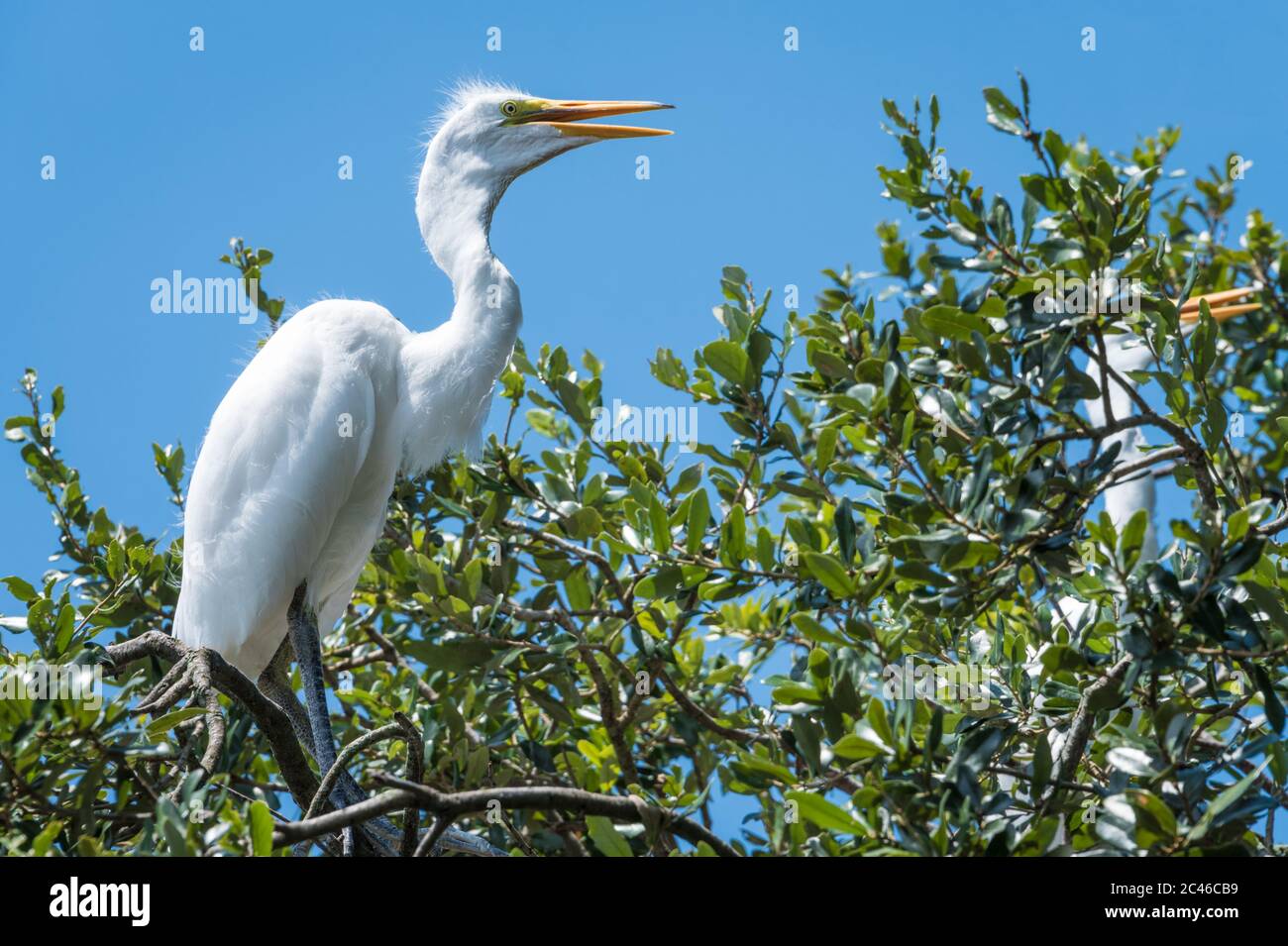 De grandes aigrettes perchées dans les arbres d'une rookerie d'oiseaux à gué à St. Augustine, Floride. (ÉTATS-UNIS) Banque D'Images