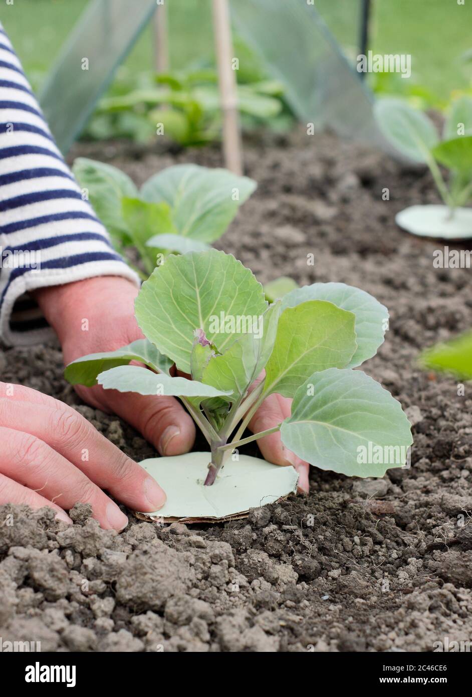 Homme ajoutant le collier de chou en carton fait maison pour protéger les jeunes plantes des magrets de racine. Brassica oleracea capitata 'Acre d'Or/Primo'. Banque D'Images