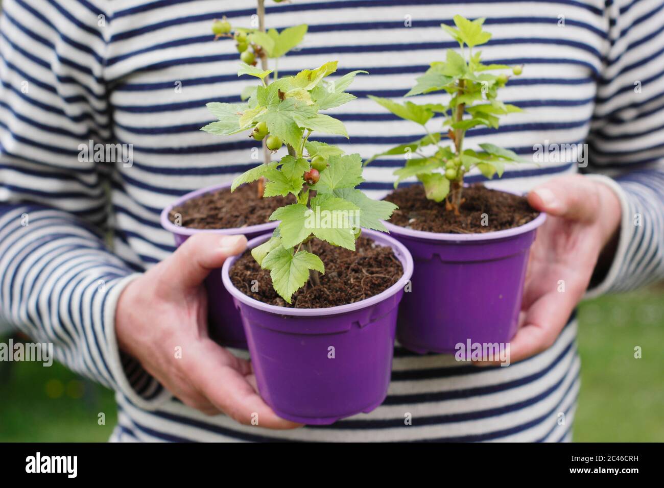 Ribes nigrum. Jeunes plants de cassis sains, prélevés sur boutures. ROYAUME-UNI Banque D'Images