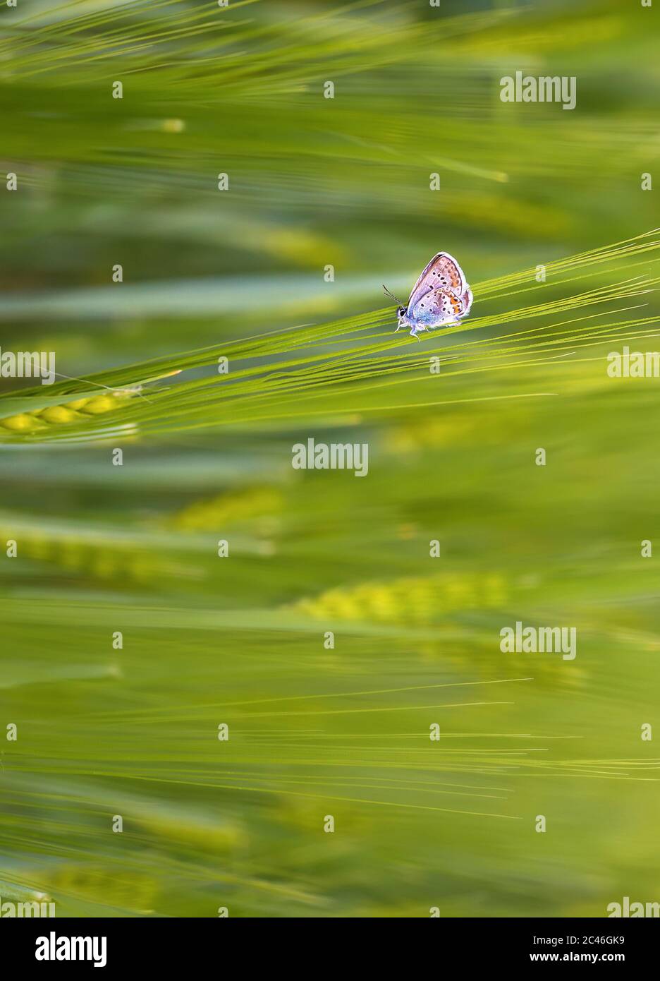 Papillon sur une oreille de blé Banque D'Images