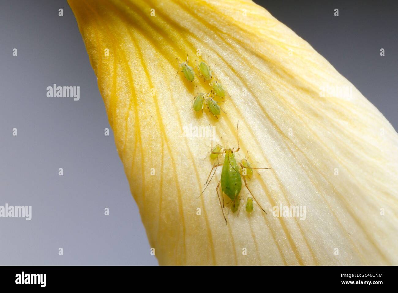 Greenfly puche sur une usine de Lily dans un jardin de Sussex, Royaume-Uni Banque D'Images