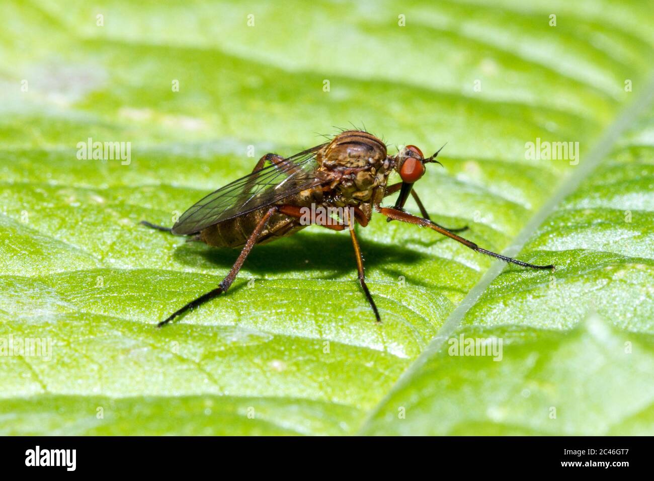 Empi Opaca Fly, Sussex Garden, Royaume-Uni Banque D'Images Empi Opaca Fly, Sussex Garden, Royaume-Uni Banque D'Images