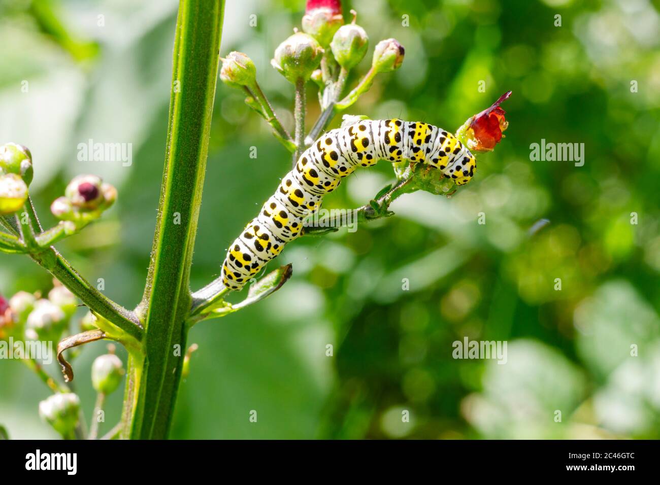 Jardin de chenille de mullein (Cuculllia verbasci), Sussex, Royaume-Uni Banque D'Images