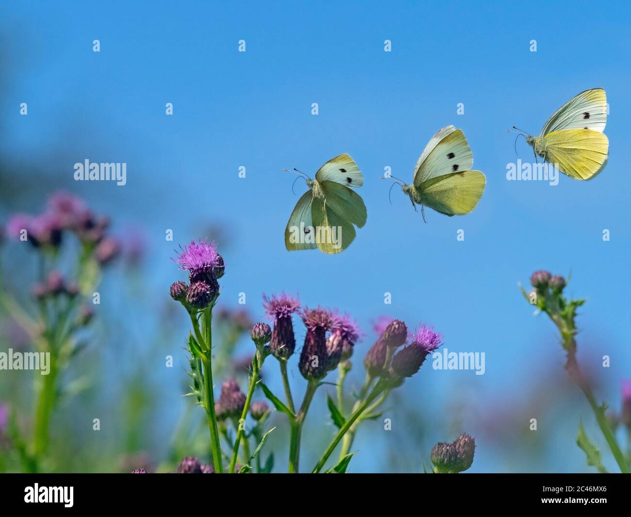 Séquence de vol de petit papillon blanc Pieris rapae Banque D'Images