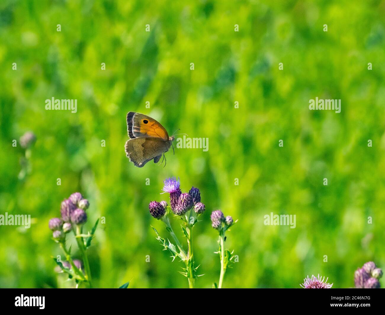 Meadow Brown papillon Maniola jurtina dans le vol Norfolk Banque D'Images