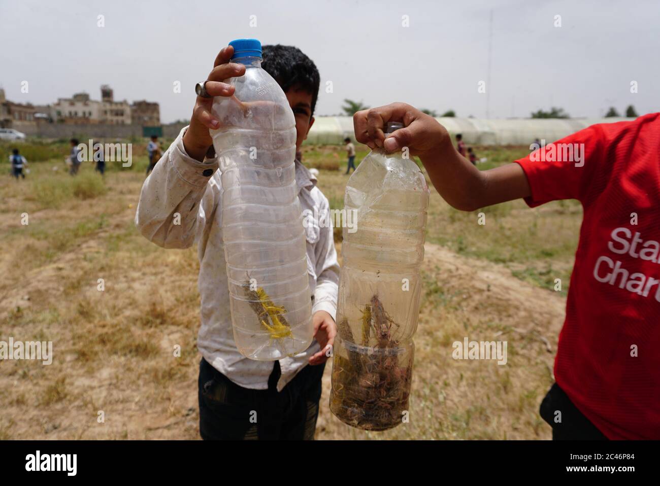 Sanaa, Yémen. 24 juin 2020. Les enfants montrent des criquets en bouteilles dans un champ à Sanaa, Yémen, le 24 juin 2020. Des centaines de milliards de criquets pèlerins ont été vus s'armer mercredi à travers Sanaa, la capitale yéménite houthiste, envahir les cultures et laisser les agriculteurs du pays arabe déchiré par la guerre désespérés. Crédit: Mohamed al-Azaki/Xinhua/Alamy Live News Banque D'Images