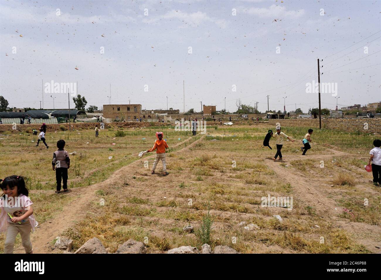 Sanaa, Yémen. 24 juin 2020. Des enfants attrapent des criquets dans un champ à Sanaa, Yémen, le 24 juin 2020. Des centaines de milliards de criquets pèlerins ont été vus s'armer mercredi à travers Sanaa, la capitale yéménite houthiste, envahir les cultures et laisser les agriculteurs du pays arabe déchiré par la guerre désespérés. Crédit: Mohamed al-Azaki/Xinhua/Alamy Live News Banque D'Images