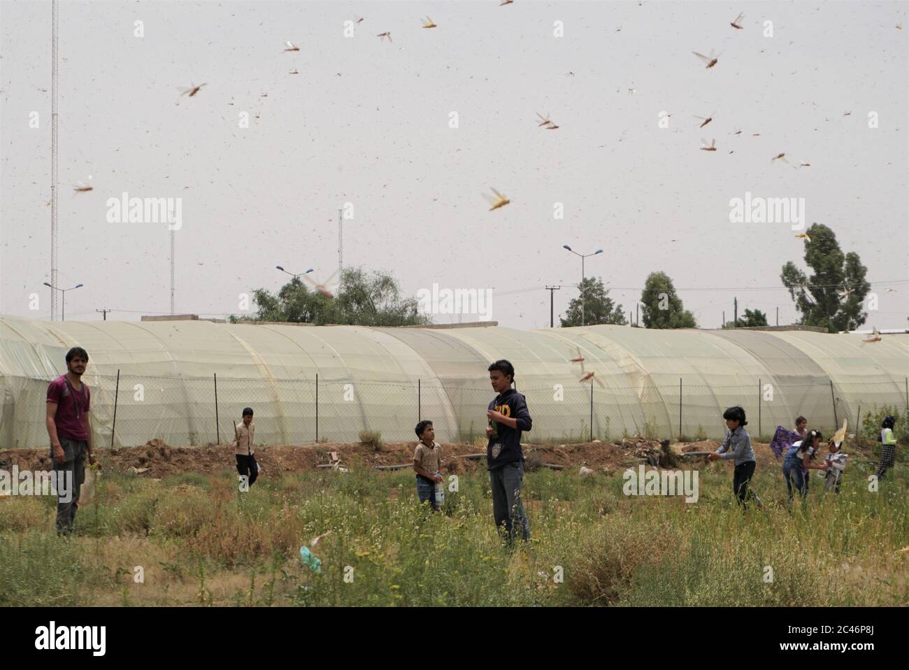 Sanaa, Yémen. 24 juin 2020. Des enfants attrapent des criquets dans un champ à Sanaa, Yémen, le 24 juin 2020. Des centaines de milliards de criquets pèlerins ont été vus s'armer mercredi à travers Sanaa, la capitale yéménite houthiste, envahir les cultures et laisser les agriculteurs du pays arabe déchiré par la guerre désespérés. Crédit: Mohamed al-Azaki/Xinhua/Alamy Live News Banque D'Images