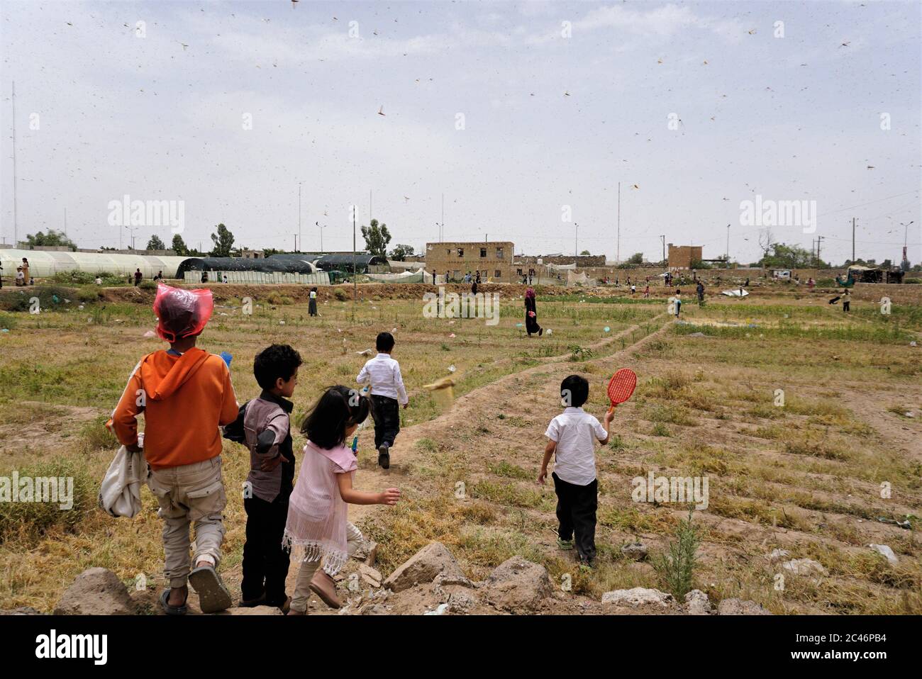 Sanaa, Yémen. 24 juin 2020. Des enfants attrapent des criquets dans un champ à Sanaa, Yémen, le 24 juin 2020. Des centaines de milliards de criquets pèlerins ont été vus s'armer mercredi à travers Sanaa, la capitale yéménite houthiste, envahir les cultures et laisser les agriculteurs du pays arabe déchiré par la guerre désespérés. Crédit: Mohamed al-Azaki/Xinhua/Alamy Live News Banque D'Images