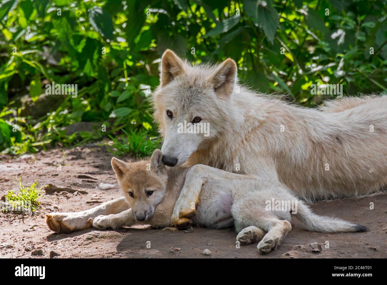 Bebes Loups Banque D Image Et Photos Alamy Bebes Loups Banque D Image Et Photos Alamy