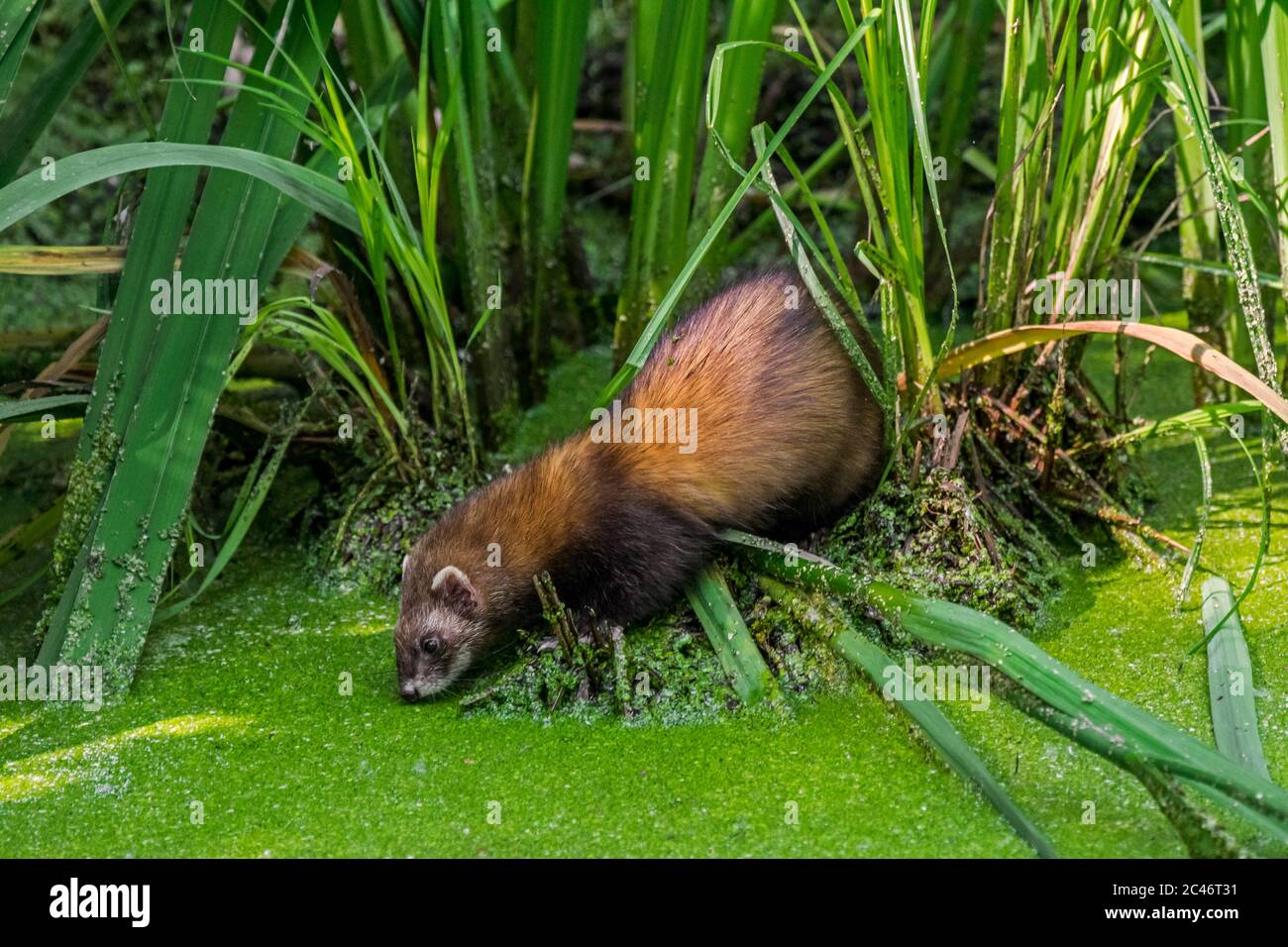 Les Mustelides Banque D Image Et Photos Alamy