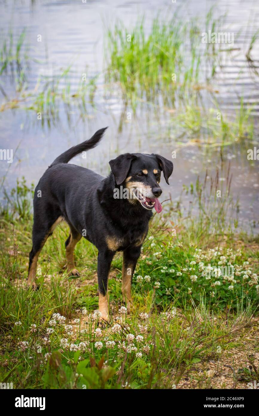 Austrian Pinscher debout devant un étang Banque D'Images