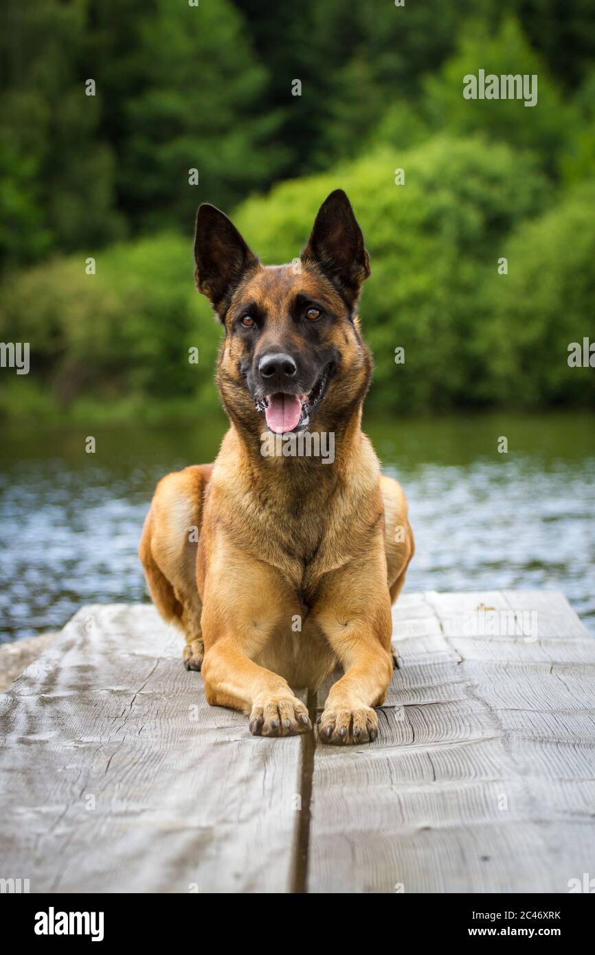 Portrait d'un Malinois (Berger belge) allongé sur une jetée Banque D'Images