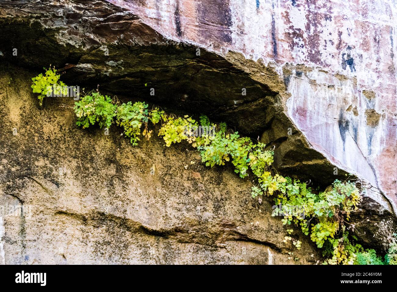 Jardins suspendus sur les murs de falaises de grès colorés le long de la promenade au bord de la rivière dans le parc national de Zion, Utah, États-Unis Banque D'Images