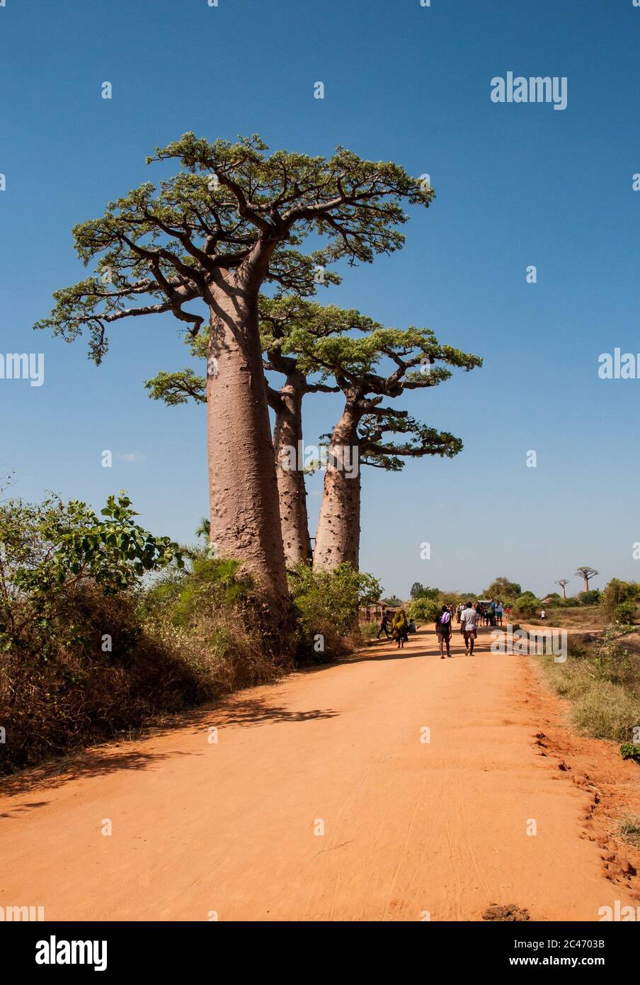Baobabs le long de la piste de sable près de Morondava à Madagascar Banque D'Images