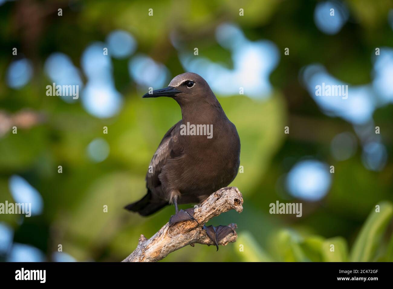 Brown Noddy; Anous stolidus; Seychelles Banque D'Images
