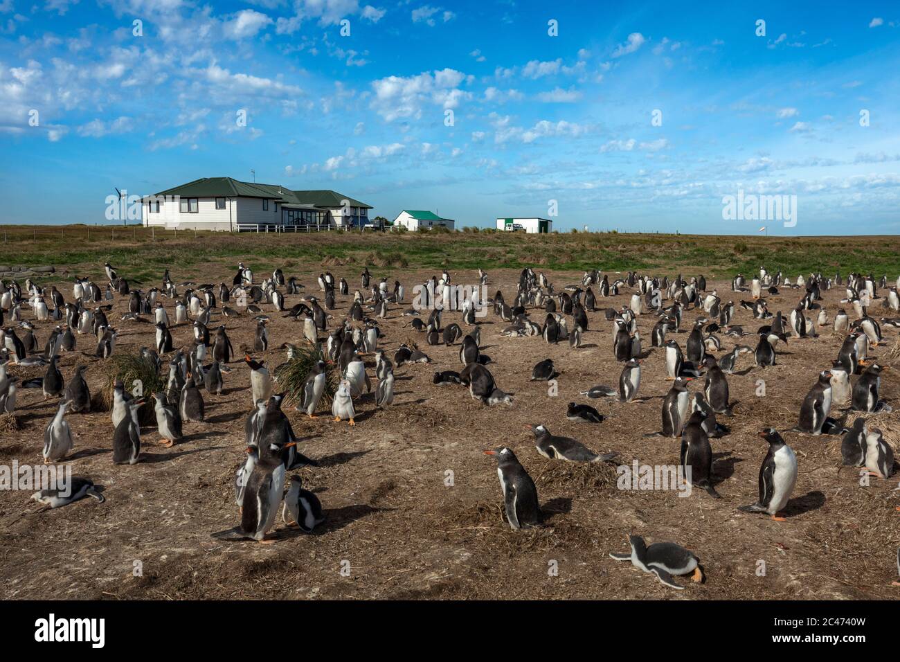 Sea Lion Island; Gentoo Colony; Pygoscelis papouasie; et Lodge; Falklands Banque D'Images