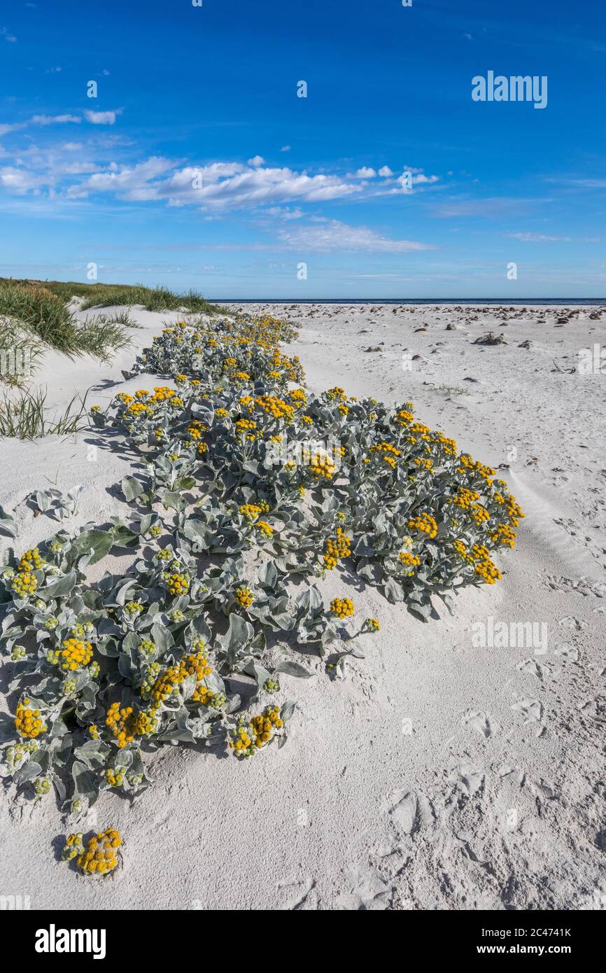 Sea Lion Island ; North Beach avec le chou de mer en fleur ; Falklands Banque D'Images
