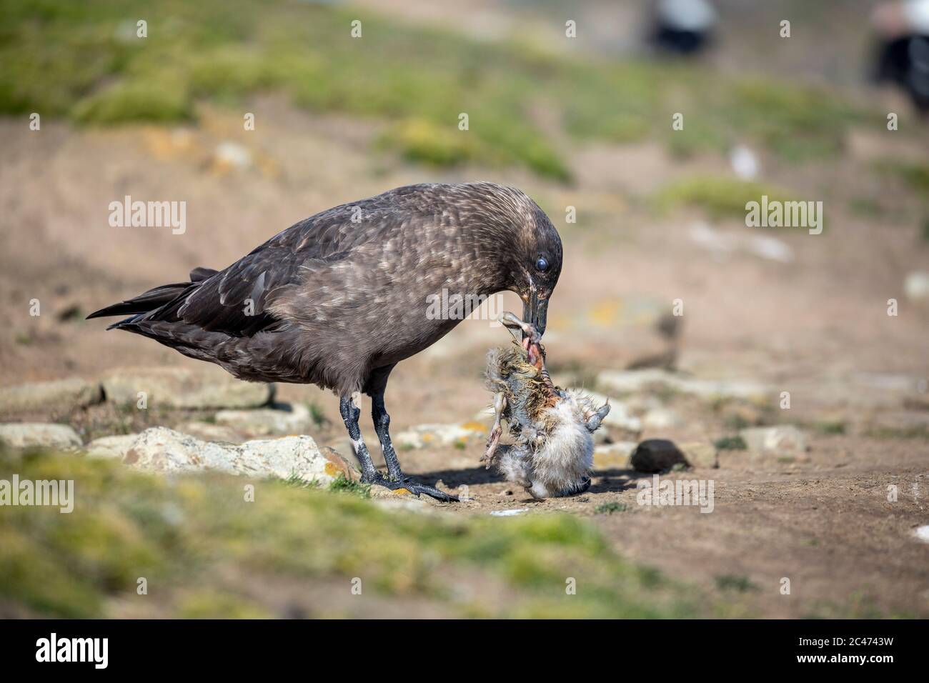 Falkland Skua; Stercorarius antarcticus; avec albatros Chick; Falklands Banque D'Images