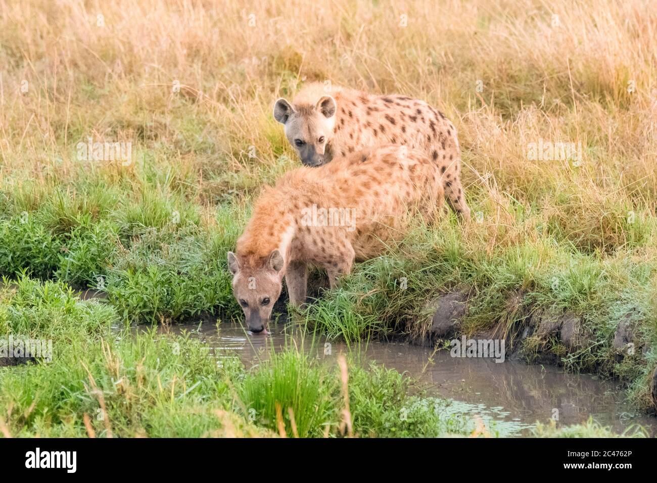 Hyène tachetée, ou hyène riante, Crocuta crocuta, Réserve nationale de Maasai Mara, Rivière Mara, Maasai Mara, ou Masai Mara, Comté de Narok, Kenya, Afrique Banque D'Images