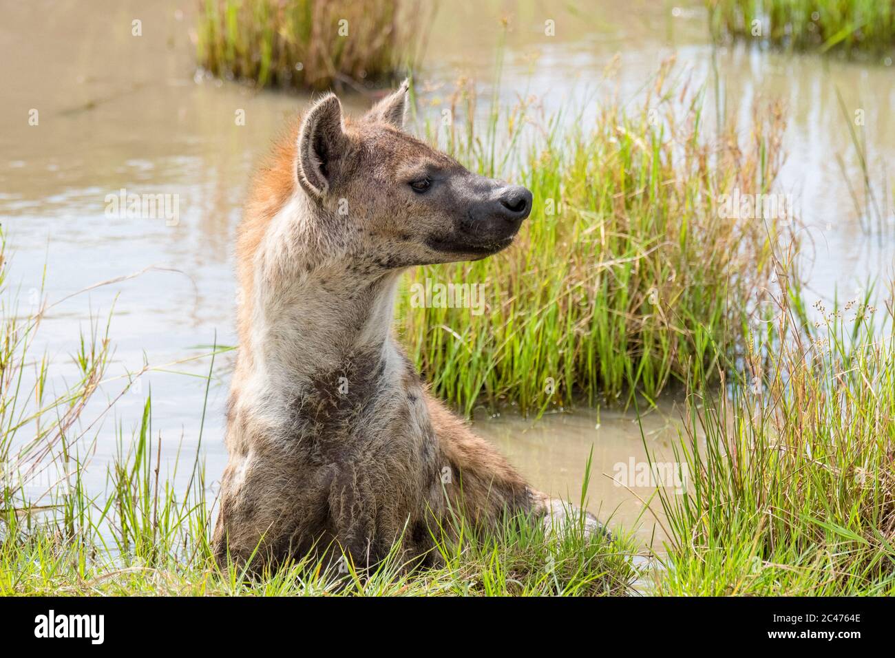 Hyène tachetée, ou hyène riante, Crocuta crocuta, Réserve nationale de Maasai Mara, Rivière Mara, Maasai Mara, ou Masai Mara, Comté de Narok, Kenya, Afrique Banque D'Images