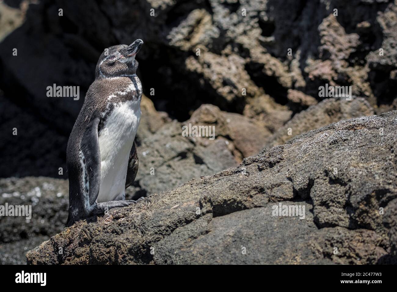 Pingouin Galapagos, Spheniscus mendiculus, île Bartolomé, îles Galapagos, Équateur Banque D'Images