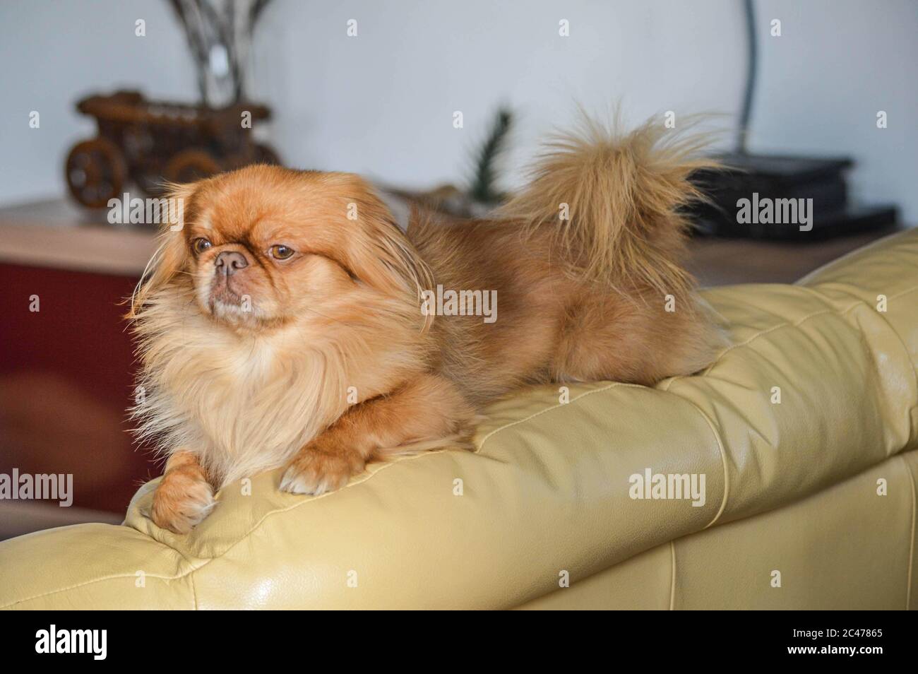 Gros plan d'un chien lion marron allongé sur le canapé Photo Stock - Alamy