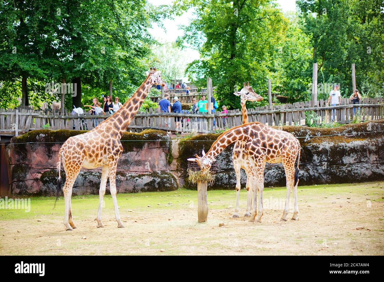 KERKRADE, PAYS-BAS - 16 août 2019 : girafes dans le zoo de Gaia avec  observation des visiteurs Photo Stock - Alamy