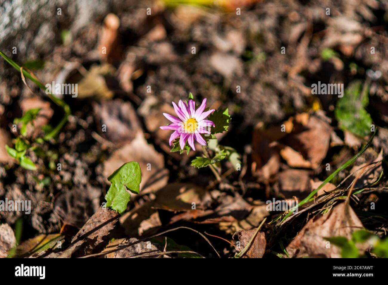 Fleur violette poussant sur le sol autour des feuilles tombées Banque D'Images