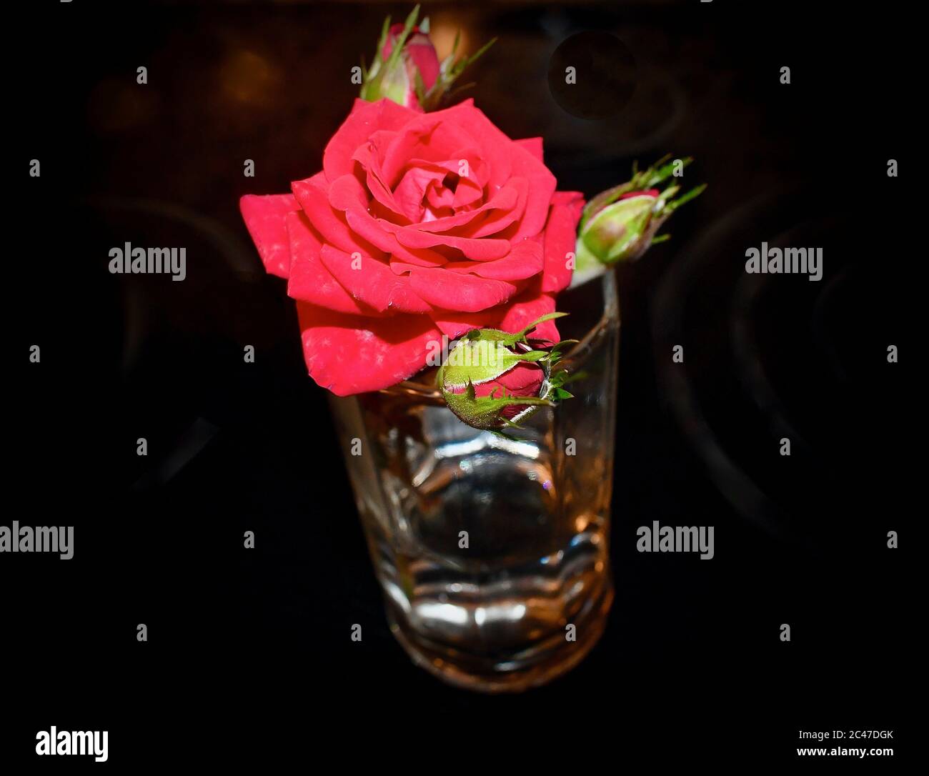 Fleur rose rouge Banque D'Images