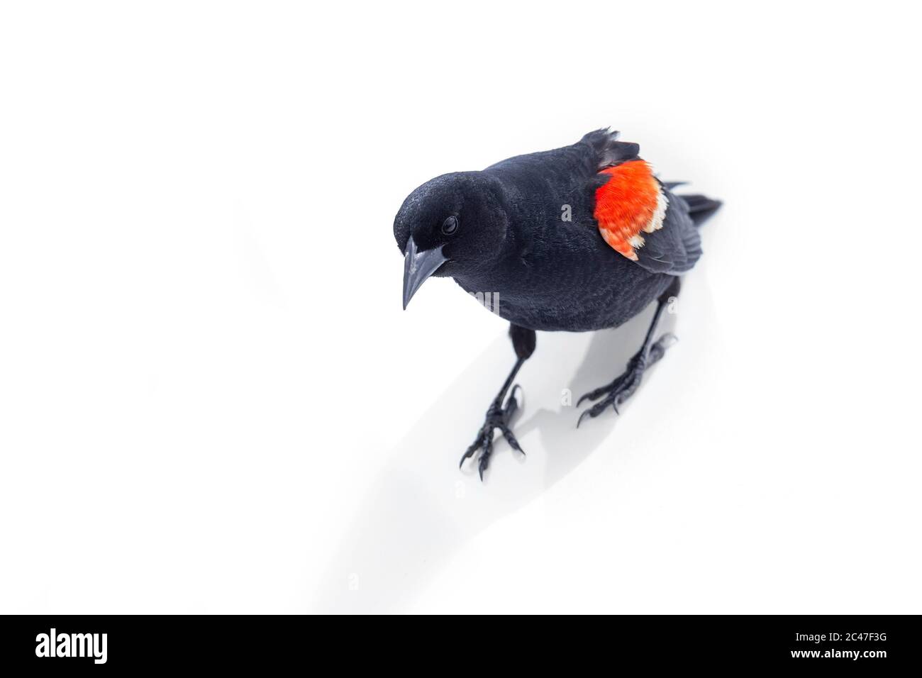 Oiseau-noir ailé rouge isolé à Richmond colombie-britannique Canada Banque D'Images
