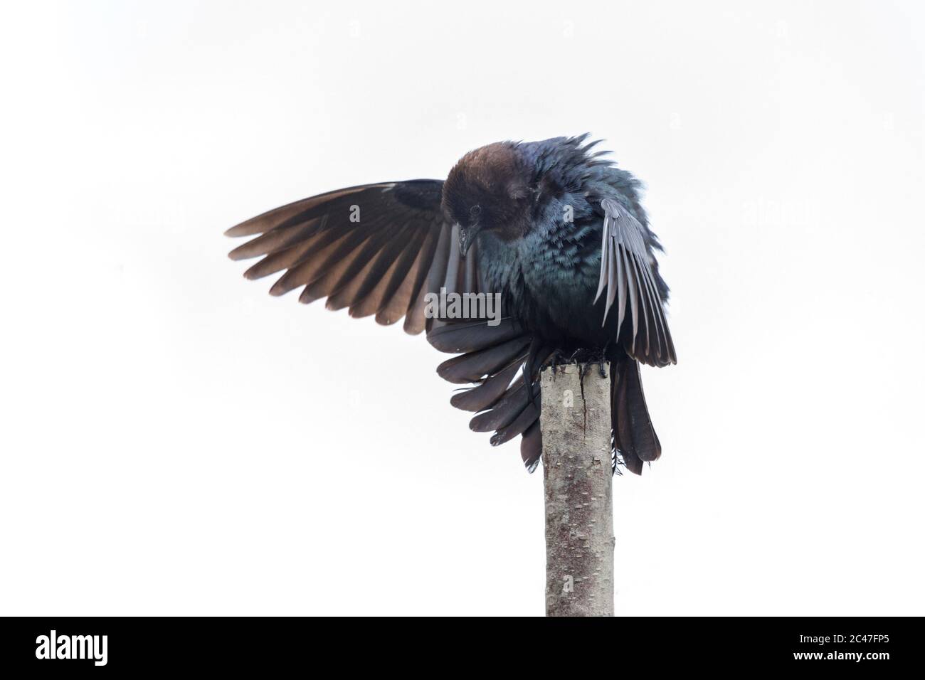Espèce isolée de cowbird à tête brune à Richmond colombie-britannique Canada Banque D'Images