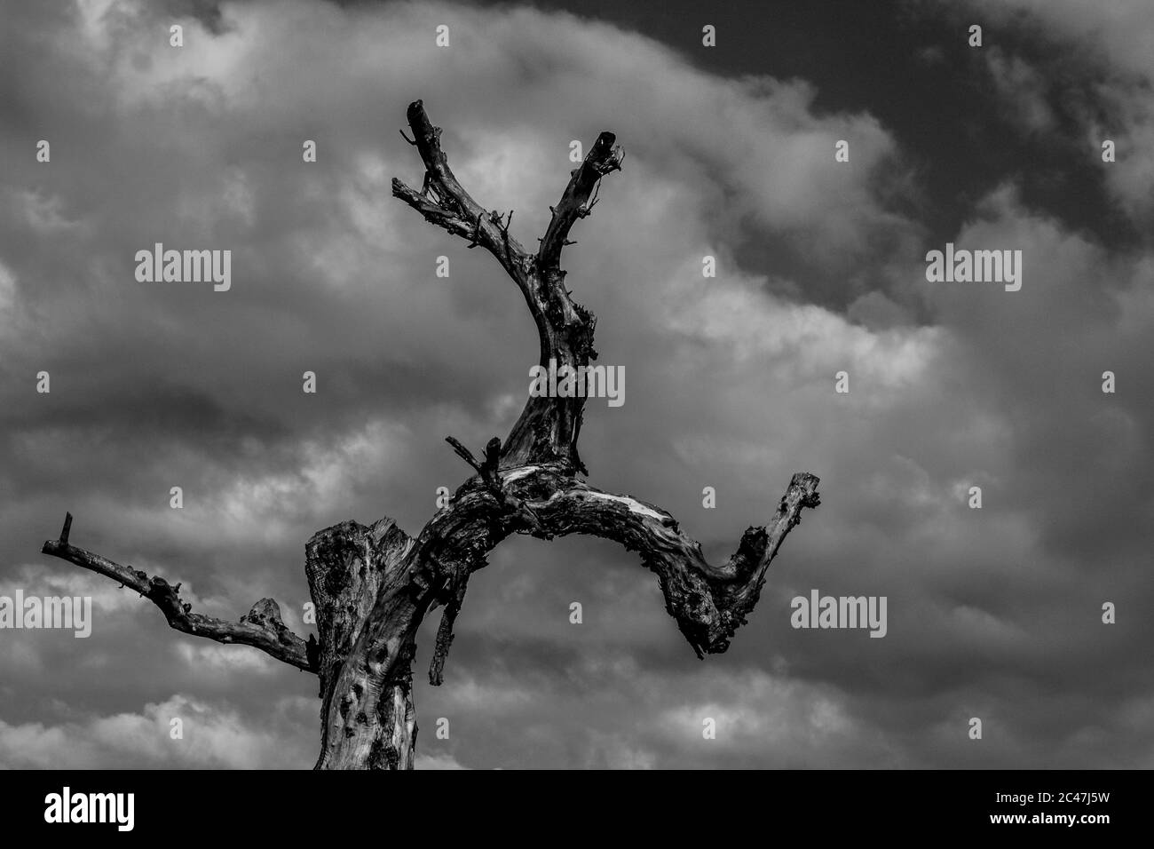 Prise de vue en niveaux de gris d'un tronc d'arbre mort contre le ciel nuageux ciel Banque D'Images