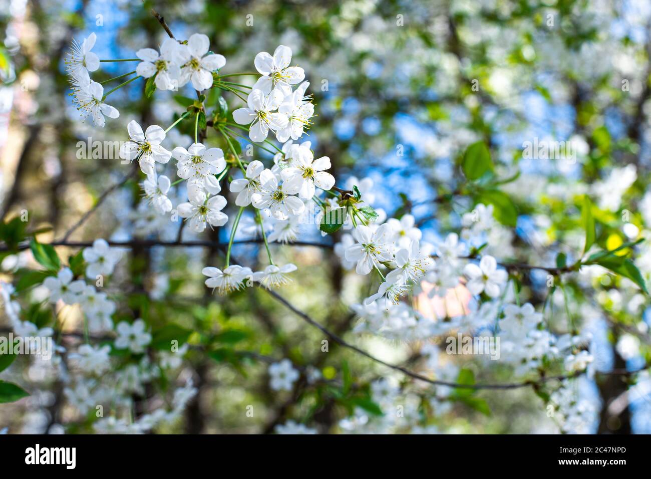 Verger à fleurs printanières, cerisier fleuri. Magnifique fond d'écran  naturel. Beaucoup de fleurs blanches de sakura sur un fond de verger Photo  Stock - Alamy