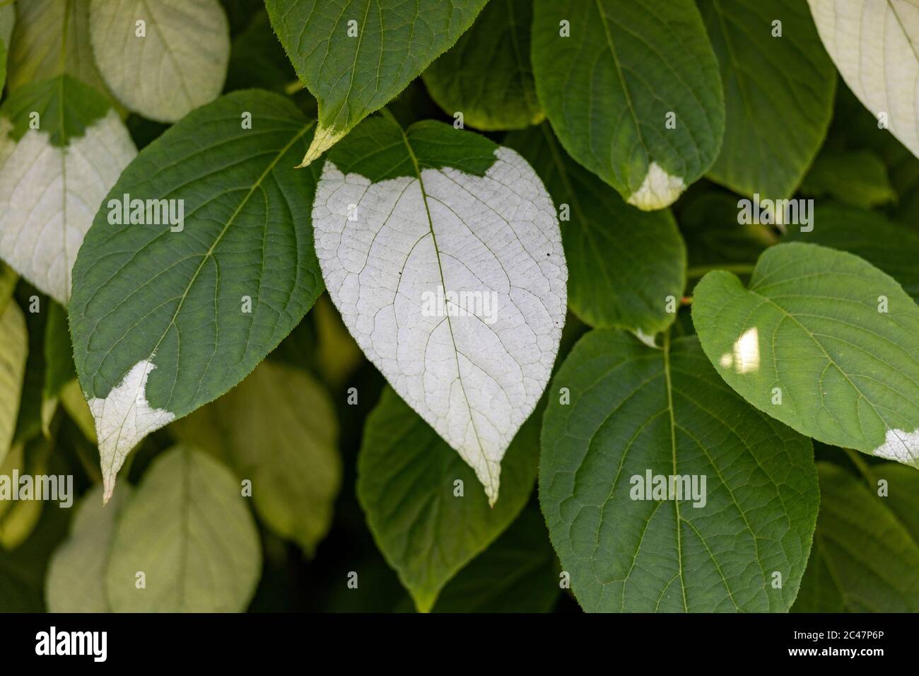 Feuilles variétées d'Actinidia kolomikta ou kiwi endurci de feuilles variégates Banque D'Images