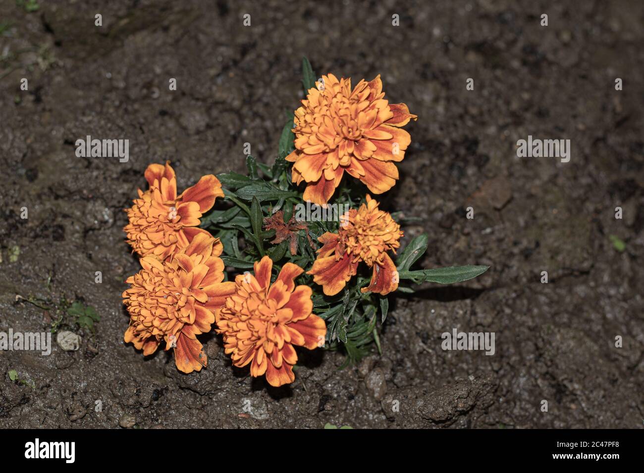 gros plan d'une plante appelée tagetes sur fond de sol naturel Banque D'Images