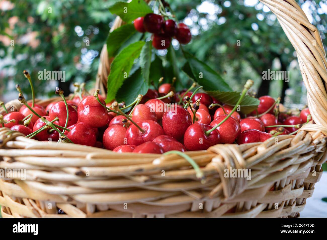 Cerises mûres, rouges et fraîches dans le panier qui viennent d'être récoltées sur la ferme de cerises. Banque D'Images