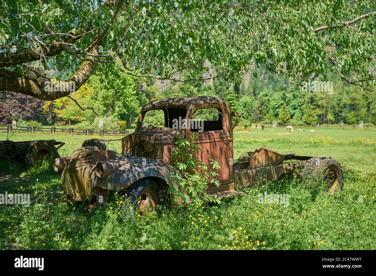 Ancien camion de ferme abandonné. Un vieux camion de ferme dans un pâturage. Banque D'Images