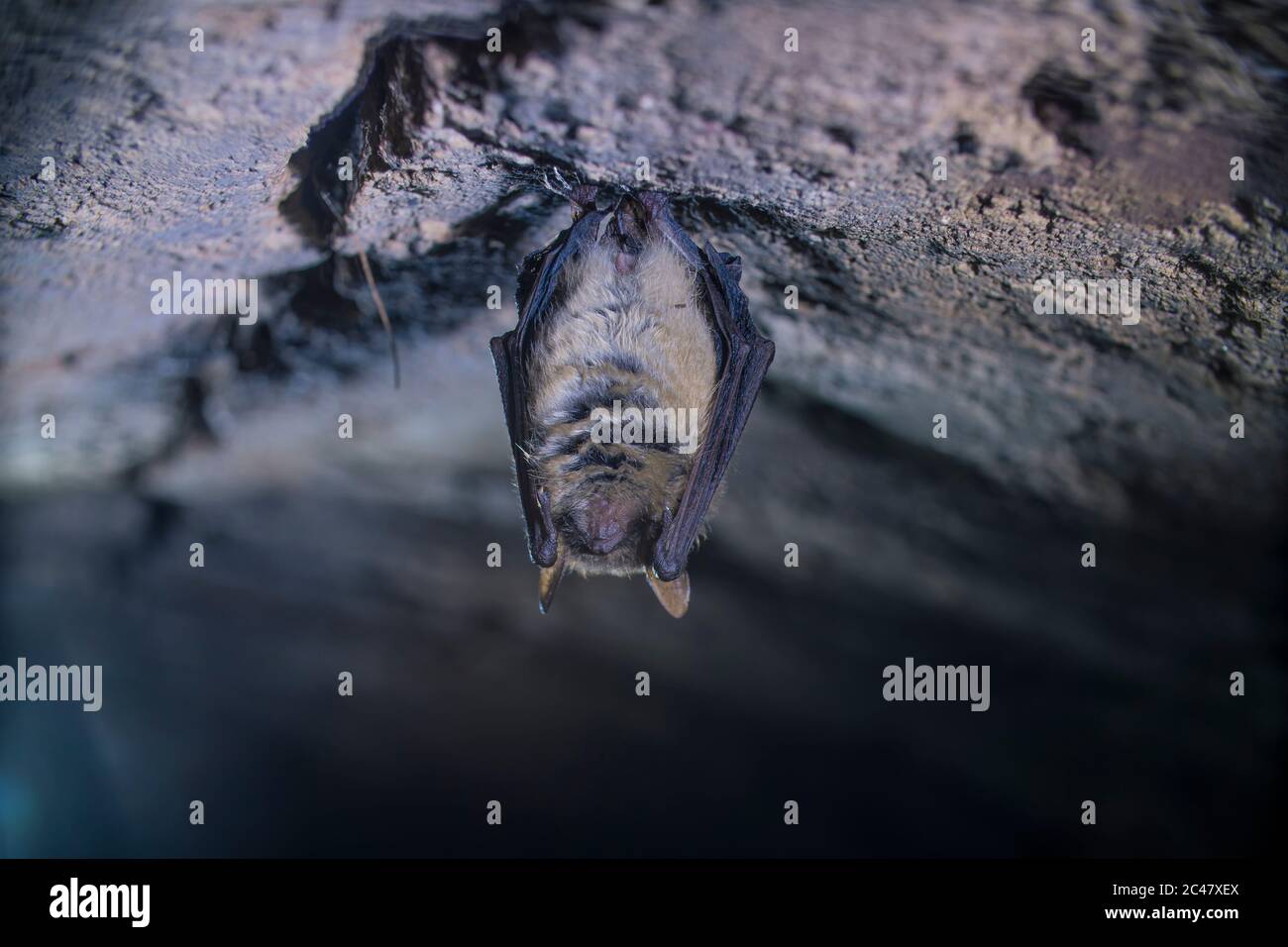 Gros plan étrange animal de la chauve-souris de Geoffroy Myotis emarginatus suspendu à l'envers sur la partie supérieure de la cave voûtée de brique froide se déplaçant réveillé juste après hibernatine Banque D'Images