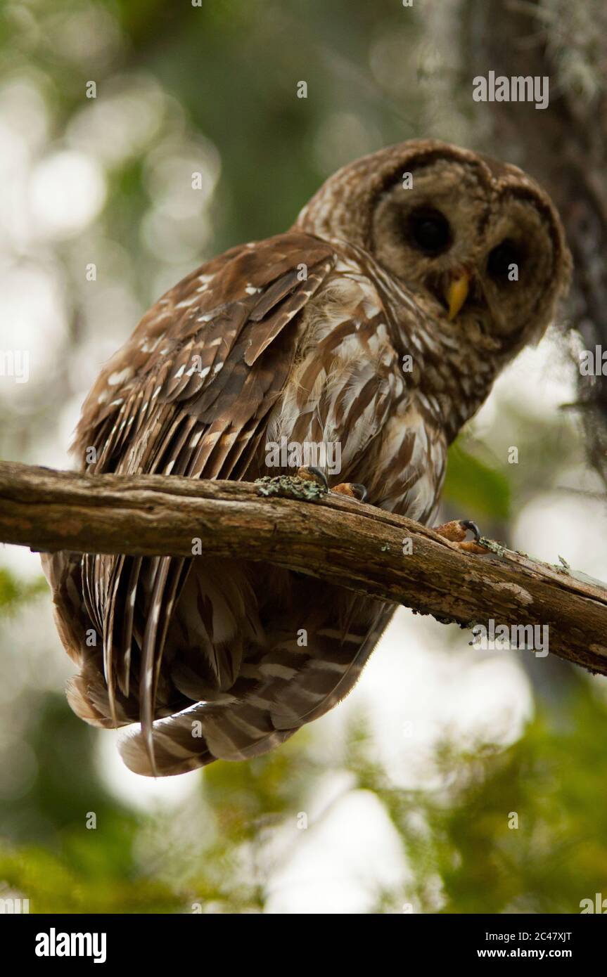 Gros plan sur la hibou barré, perchée sur la branche, marécages de Caroline du Sud Banque D'Images