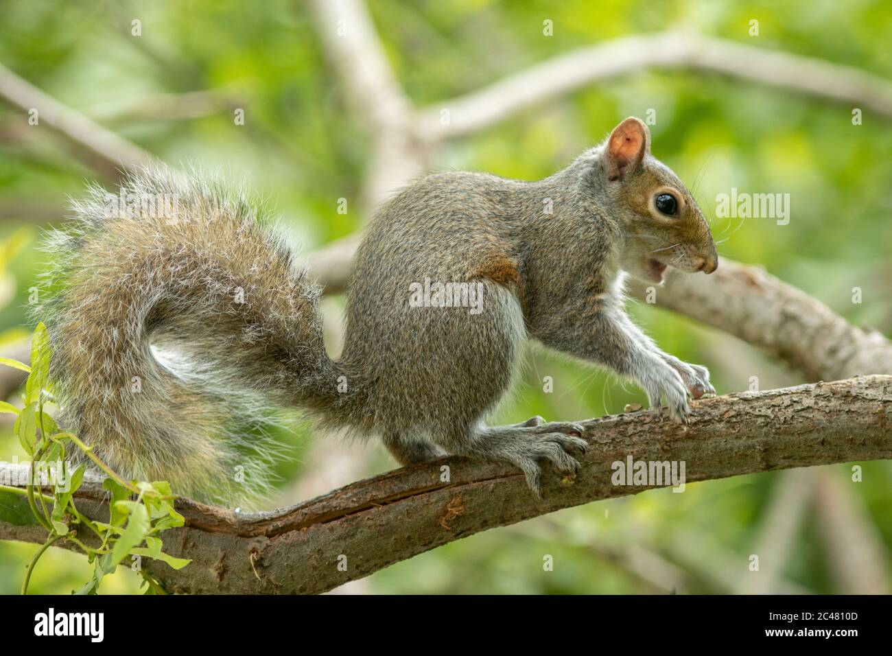 Un écureuil gris monte dans un arbre Banque D'Images
