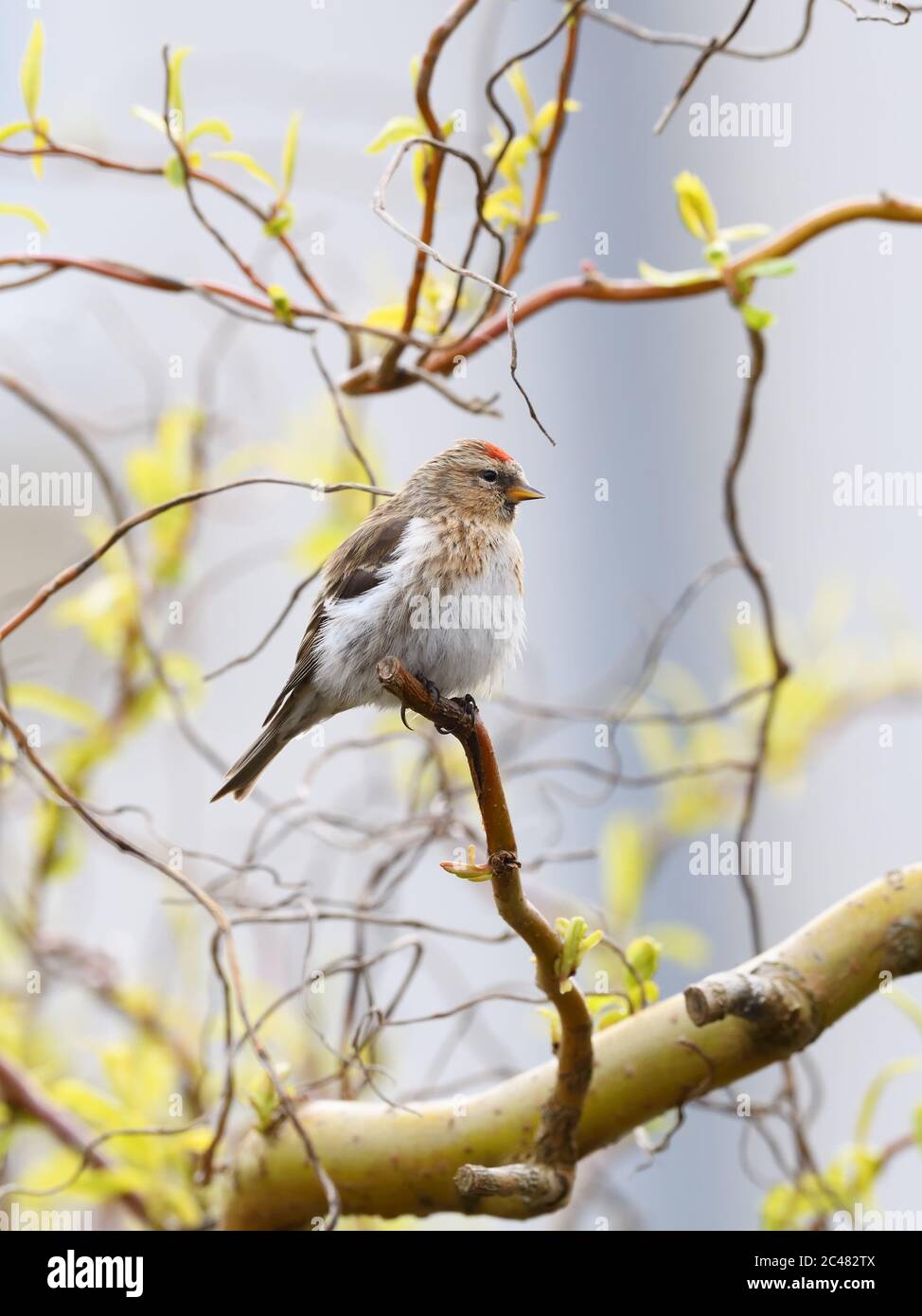 Un petit sondage Redpoll (cabaret Acanthis) en plumage d'hiver Banque D'Images