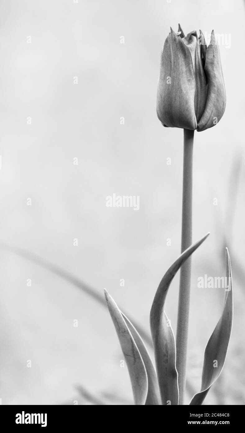 Fleur de printemps de tulipe en noir et blanc Banque D'Images